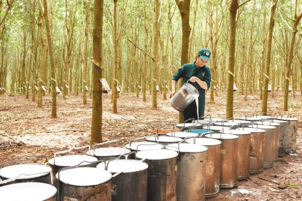 Giá cao su hôm nay 7/9/2026: SGX tăng hơn 3%, SHFE đồng loạt tăng