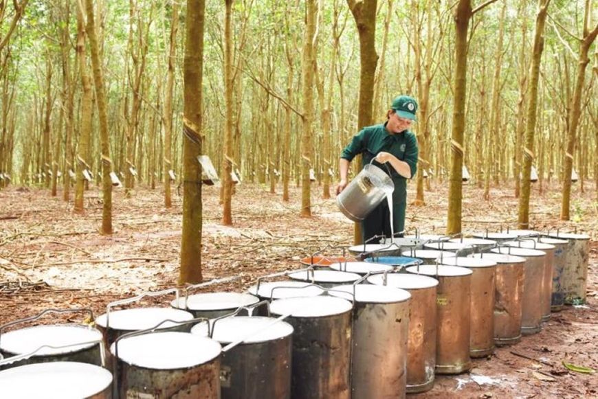Giá cao su hôm nay 4/9: Thế giới đồng loạt giảm, giá mủ trong nước vẫn đứng yên