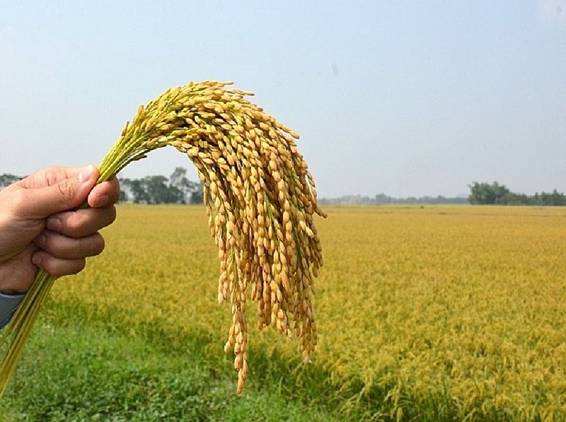 Giá lúa gạo ngày hôm nay 28/9/2026: CL 555 và IR 504 giữ giá, lúa Thu Đông tăng nguồn cung