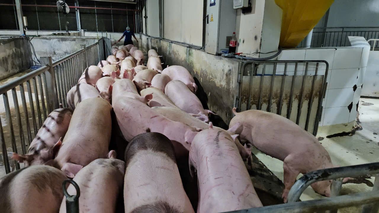 Giá heo hôm nay hơi ngày 25-5 đồng loạt đi ngang đầu tuần