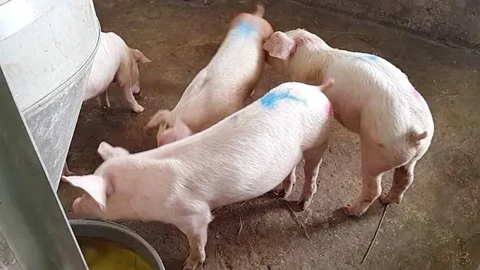 Giá heo hơi hôm nay 24/8 Nhiều địa phương lên 58.000 đồng/kg, nguồn cung vẫn chịu sức ép