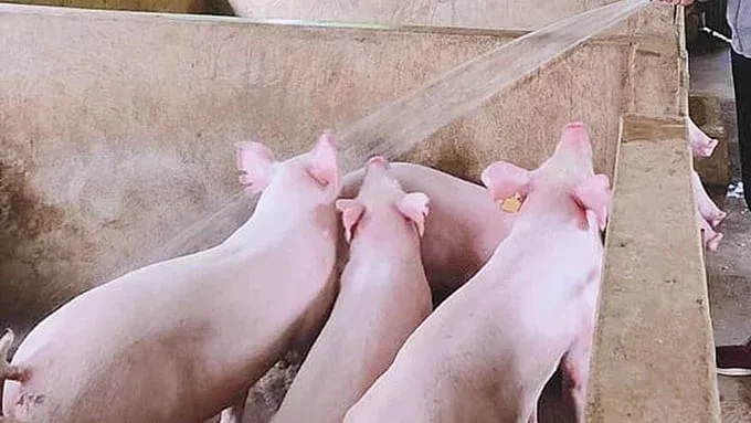 Giá heo hôm nay 5/8: tiếp tục giảm trên cả ba miền, thị trường chưa có tín hiệu phục hồi