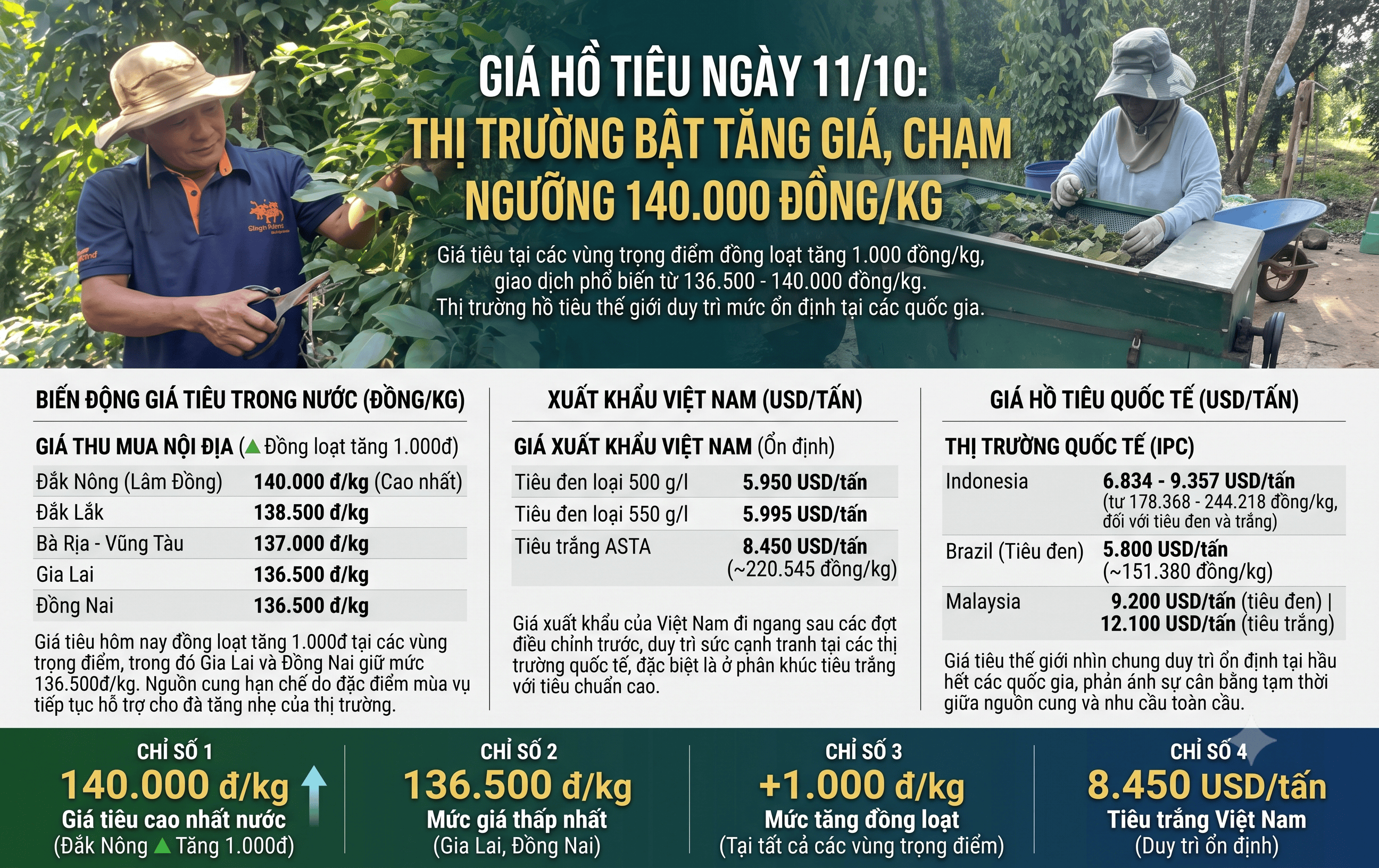 Giá hồ tiêu ngày hôm nay 11/10 thị trường bật tăng giá ở ngưỡng 140.000 đồng/kg.