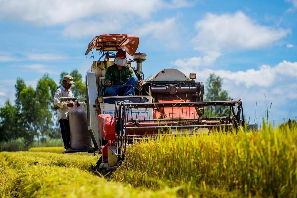 Giá lúa gạo hôm nay 22/8: Gạo nguyên liệu giảm ngày thứ ba