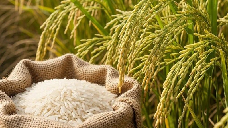 Giá lúa gạo ngày hôm nay 9/10/2026: Gạo nguyên liệu IR 504 giảm 50 đồng/kg, xuất khẩu đi ngang