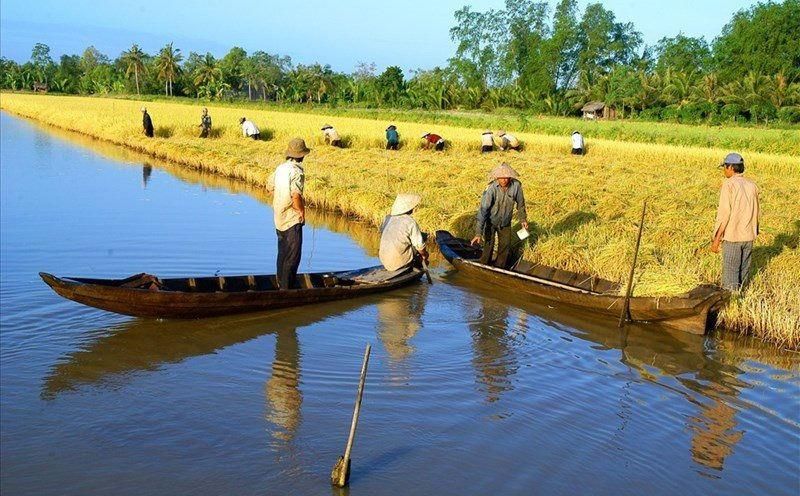 Giá lúa gạo hôm nay 24/8: Thị trường trầm lắng