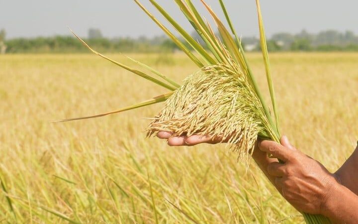 Giá lúa gạo ngày hôm nay 1/10/2026: CL 555 và IR 504 có thể nhích giá, thị trường vẫn thận trọng