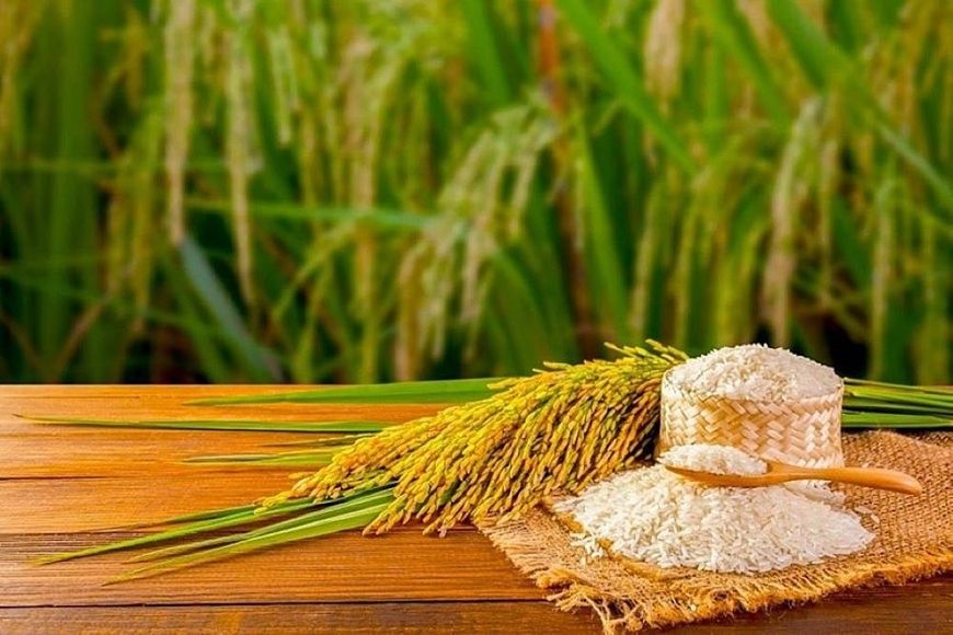 Giá lúa gạo hôm nay 4/9: Lúa tại ĐBSCL giảm 100 đồng/kg, xuất khẩu đón tin lớn từ Philippines