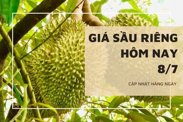 gia-sau-rieng-hom-nay-20260707233355862.jpg
