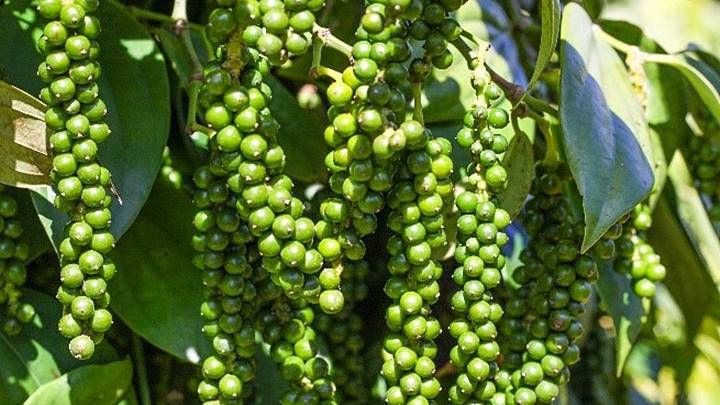 Giá tiêu ngày hôm nay 22/9: Đắk Lắk giảm 1.000 đồng/kg, thị trường thế giới đồng loạt phân hóa