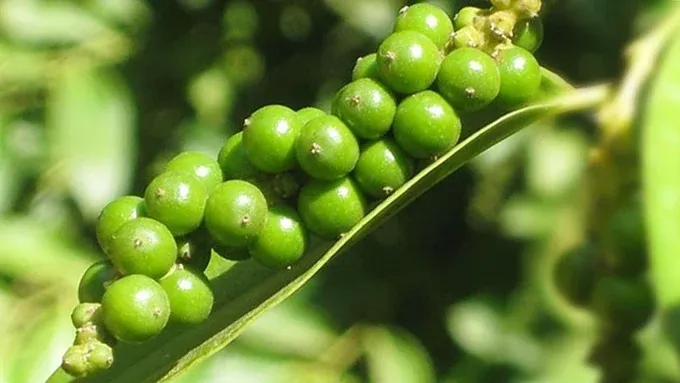 Giá tiêu hôm nay 2/9/2026: Thị trường đi ngang, cao nhất 137.000 đồng/kg