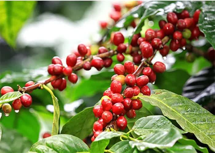 Giá cà phê ngày 6/8: giữ mốc 96.000–96.500 đồng/kg, thị trường quốc tế đồng loạt khởi sắc