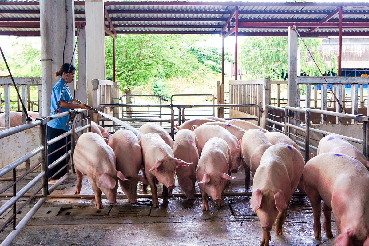 Giá heo hơi ngày hôm nay 30/9/2026: Tiếp tục giảm, nhiều địa phương xuống 56.000 đồng/kg
