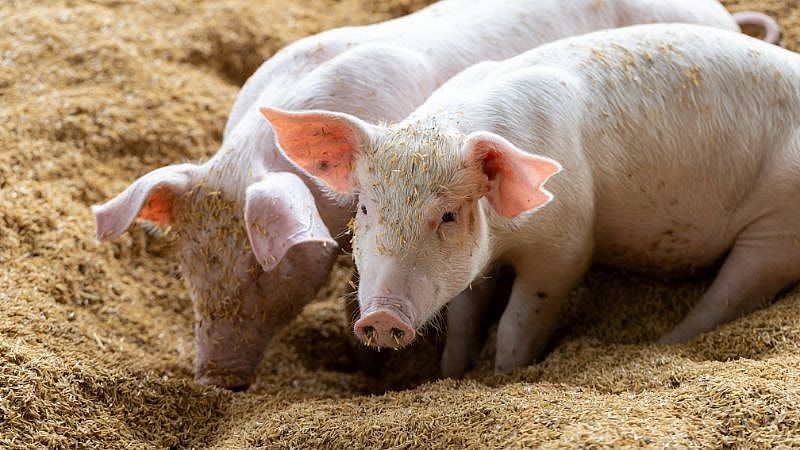 Giá heo hơi ngày hôm nay 16/9: Thị trường đi ngang, cao nhất 59.000 đồng/kg