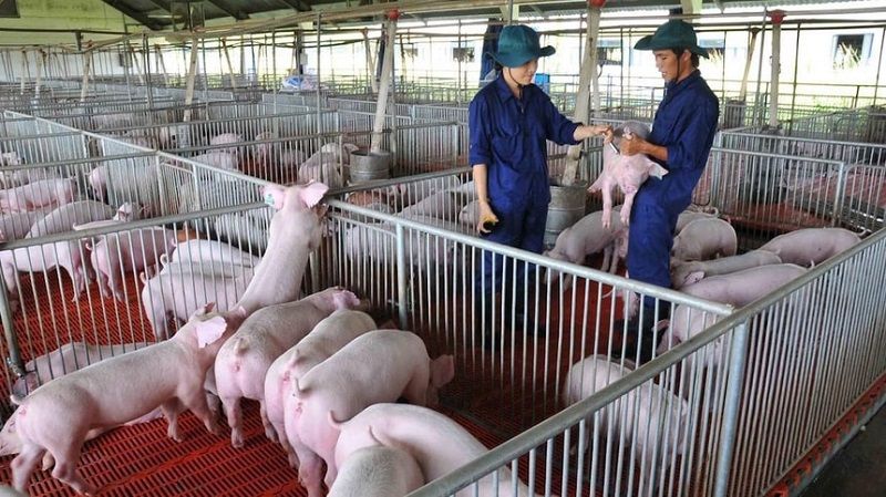 Giá heo hôm nay 26/7: tiếp tục giảm, miền Bắc xuất hiện mức 63.000 đồng/kg