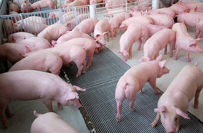 Giá heo hơi ngày 16/8 Thị trường đi ngang, chênh lệch giữa các vùng vẫn rõ