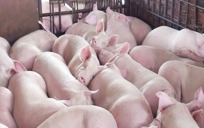 Giá heo hơi ngày hôm nay 24/9: Bắc Ninh và Đồng Nai cùng tăng, cao nhất 60.000 đồng/kg