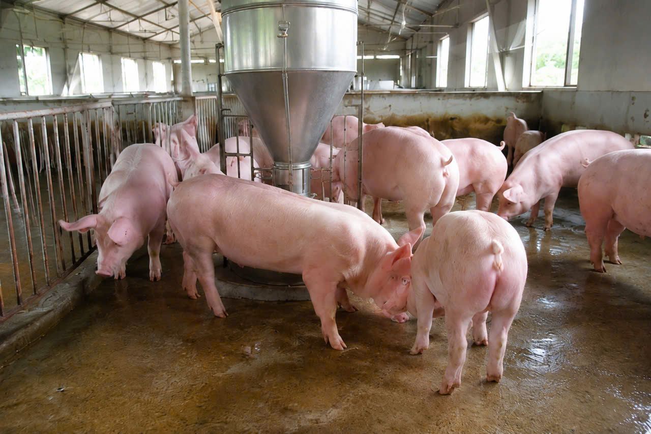 Giá heo hơi hôm nay 5/9/2026: Miền Bắc khởi sắc, giá cao nhất lên 60.000 đồng/kg