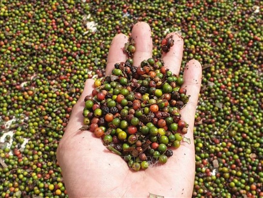Giá tiêu hôm nay 8/9: Đi ngang 135.000 - 137.000 đồng/kg, thị trường bắt đầu lo El Niño