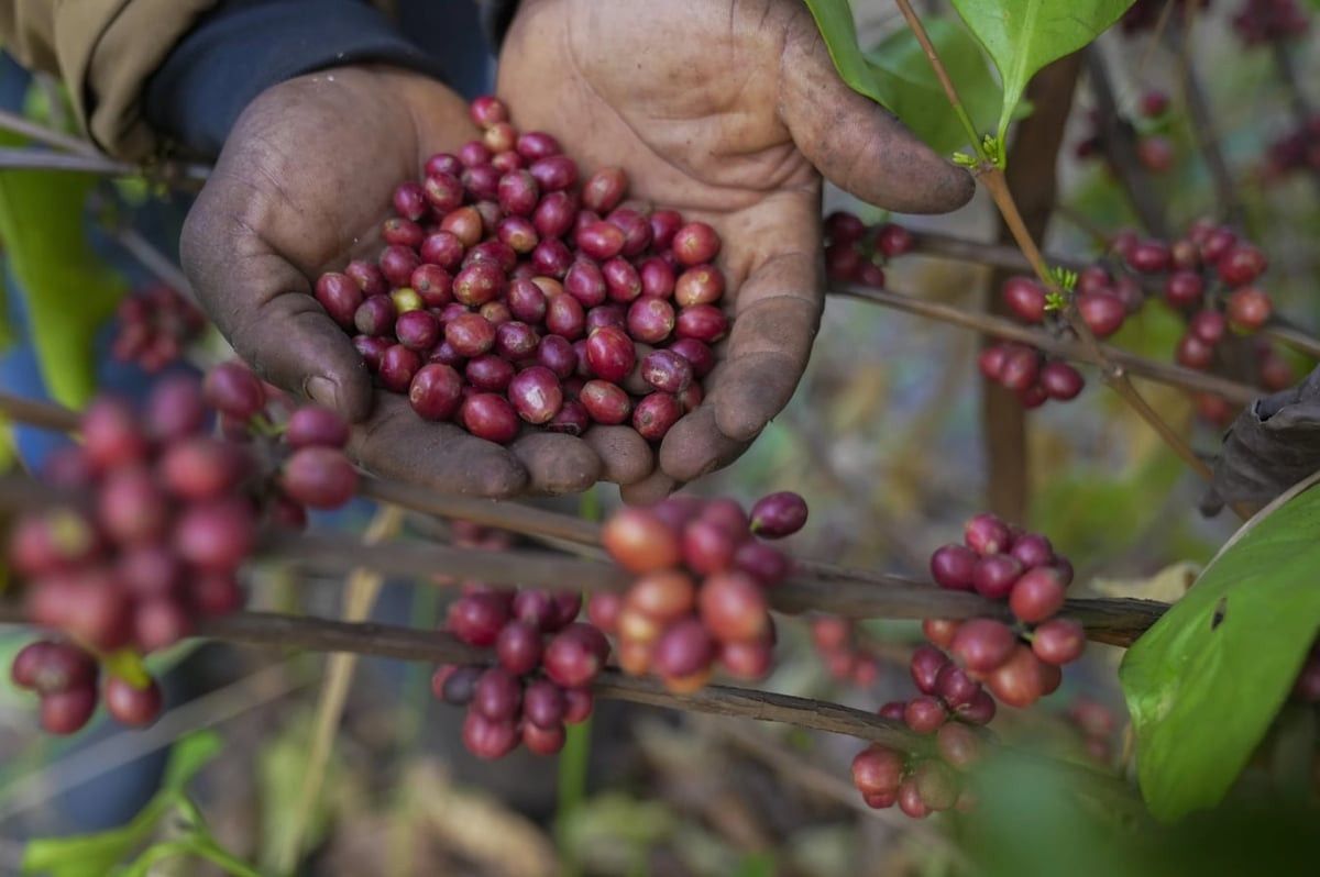 Giá cà phê hôm nay 24/8 giảm mạnh, Robusta rơi dưới mốc 3.600 USD/tấn