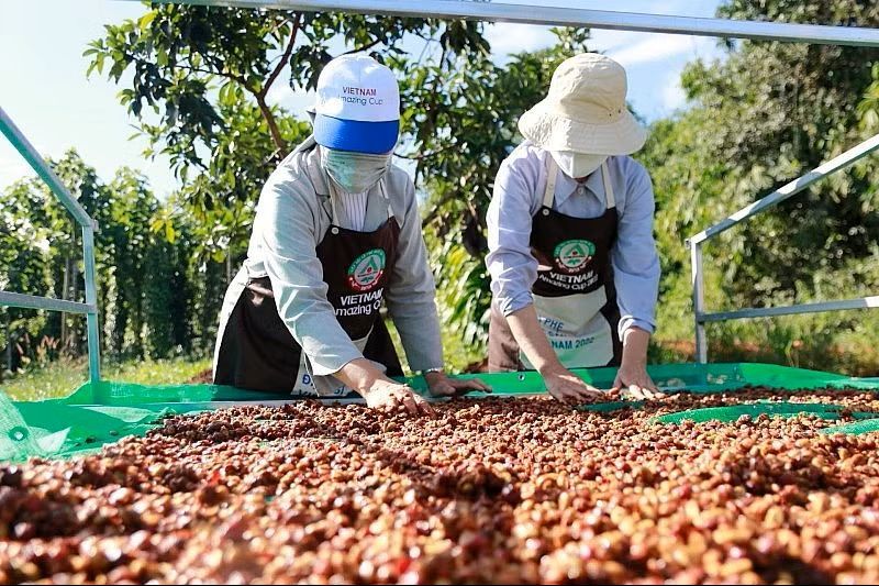 Cà phê Việt bán nhiều, thu ít, chờ sức bật từ vụ mới 15.10 .2.jpg