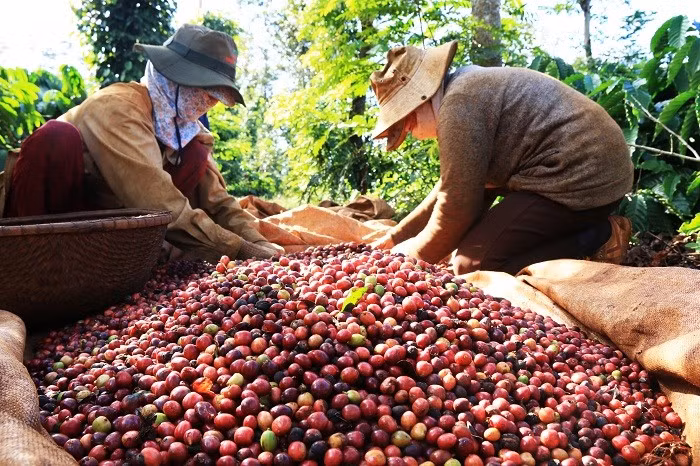 Cà phê Việt bán nhiều, thu ít, chờ sức bật từ vụ mới