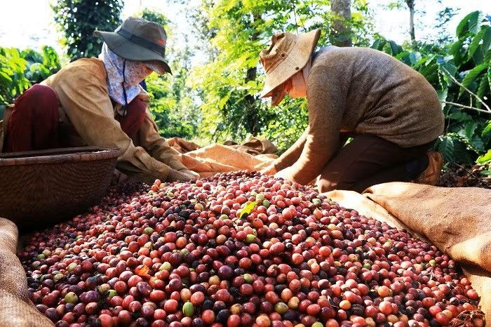Cà phê Việt bán nhiều, thu ít, chờ sức bật từ vụ mới 15.10.jpg