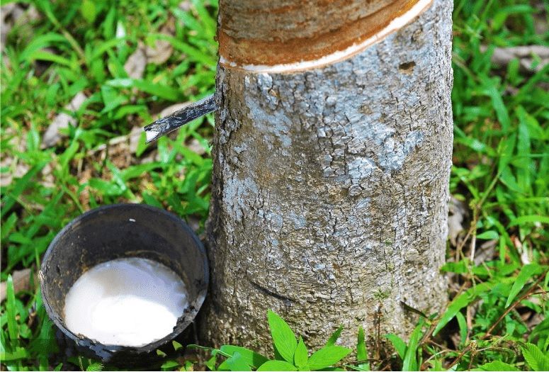 Giá cao su ngày hôm nay 29/10/2026: Hai sàn SHFE và SGX đồng loạt tăng, Nhật Bản trái chiều