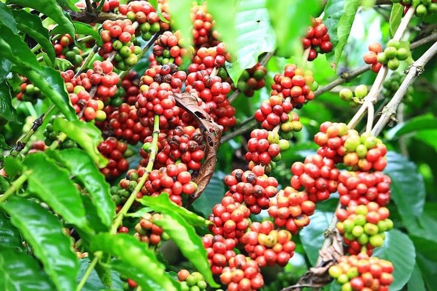 Giá cà phê hôm nay 21/10/2026: Giá thu mua tăng chạm mốc 94.000 đồng/kg