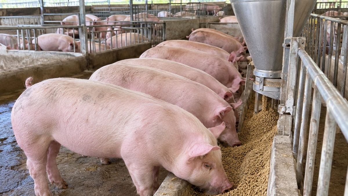 Giá heo hơi ngày hôm nay 21/10/2026: Ba miền lao dốc, giá chạm đáy 47.000 đồng/kg