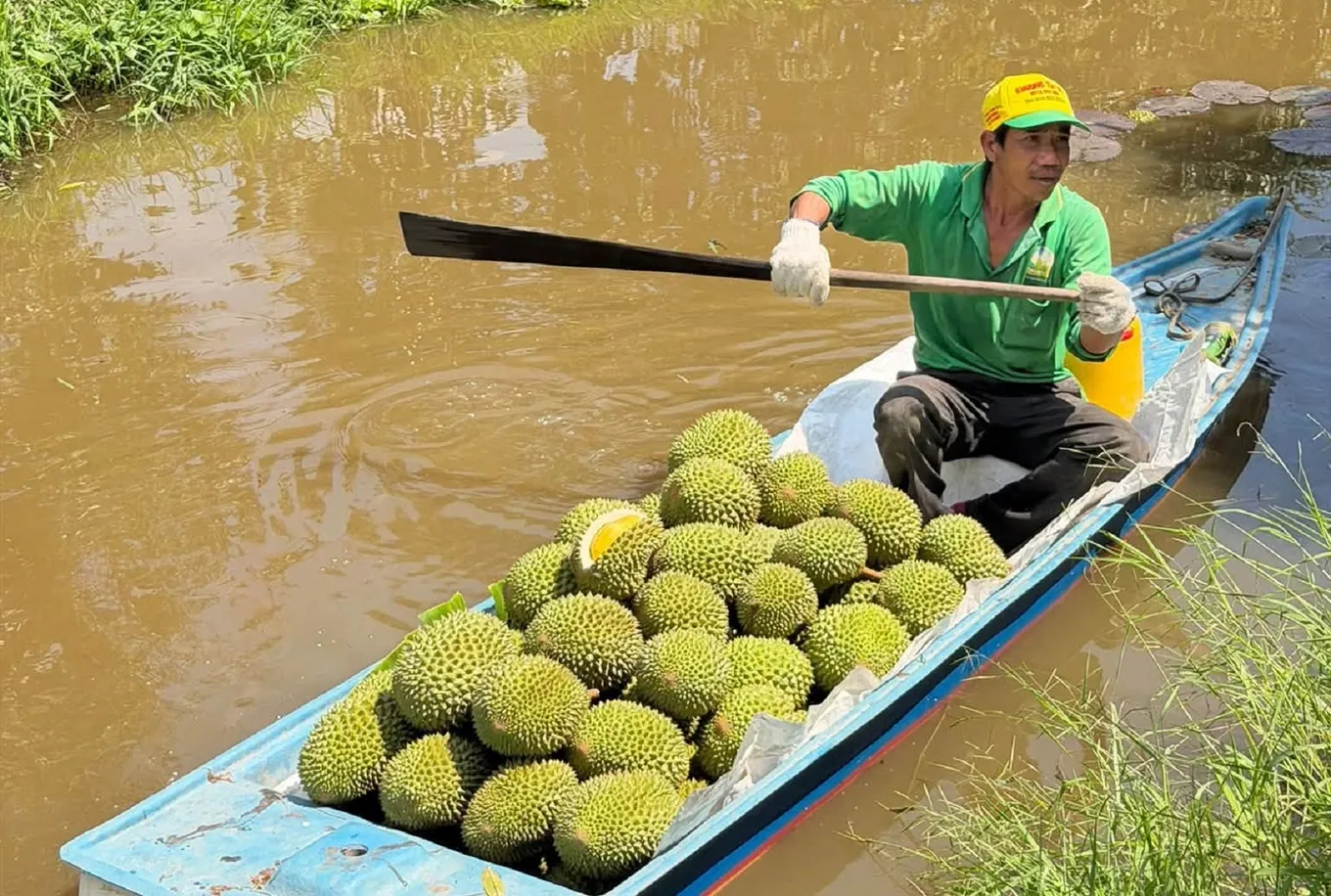 Mạnh tay chi tiền cho môi giới, thương lái vẫn khó săn sầu riêng mùa nghịch 1.webp