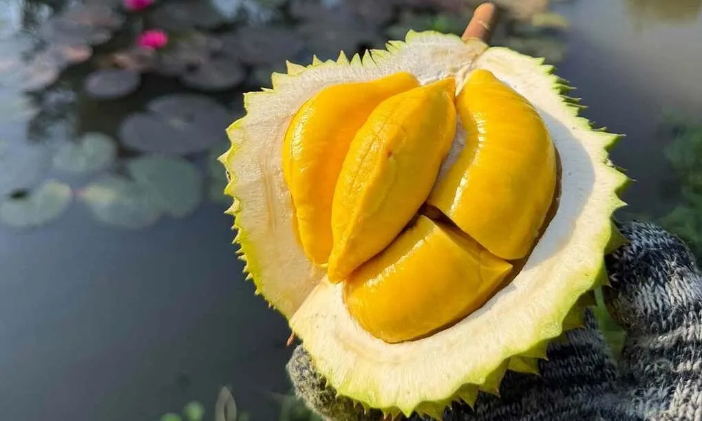 Thương lái chi hoa hồng cao săn sầu Musang King trái vụ.webp