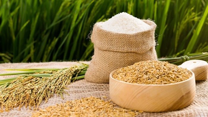 Giá lúa gạo ngày hôm nay 21/10/2026: Lúa tươi tăng giá, gạo nguyên liệu vẫn trầm lắng