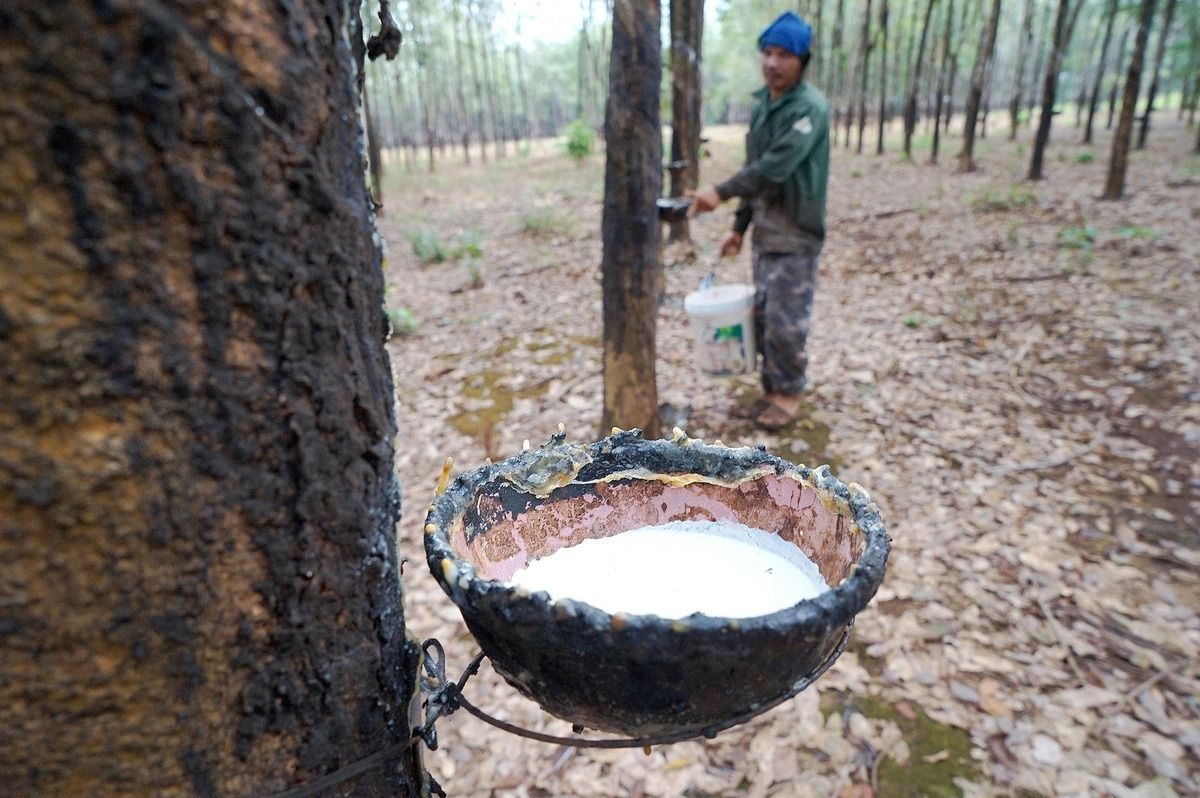 Giá cao su ngày hôm nay 15/10/2026: Thị trường thế giới phân hóa, SHFE và SGX đồng loạt giảm