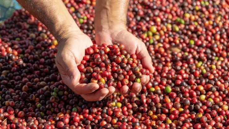 Giá cà phê ngày hôm nay 25/10/2026: Giảm mạnh 1.500 đồng/kg