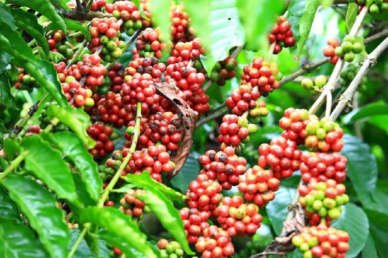 Giá cà phê ngày hôm nay 29/10/2026: Tây Nguyên phục hồi giá giữa đà giảm quốc tế