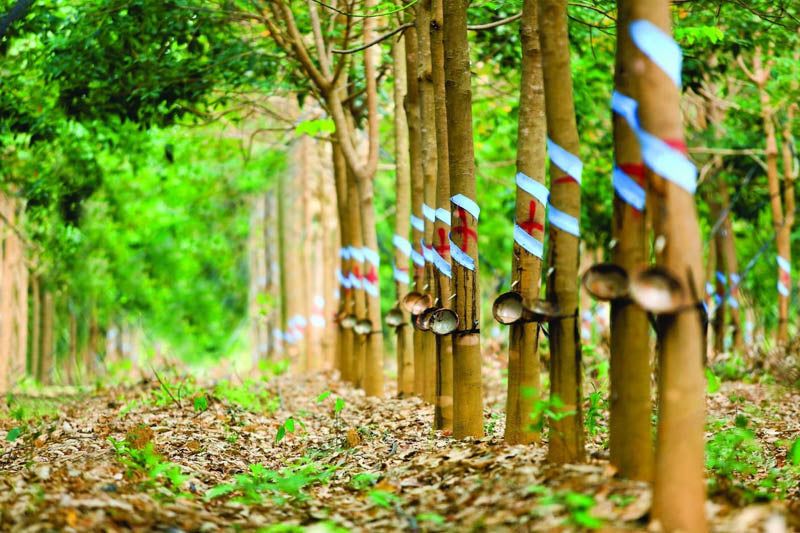 Giá cao su ngày hôm nay 24/10/2026: TOCOM tăng vọt 5,70%, SHFE và SGX đi lên