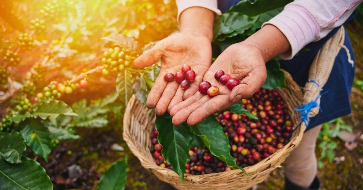 Giá cà phê ngày hôm nay 28/10/2026: Thị trường nối đà giảm dưới 90.000 đồng/kg