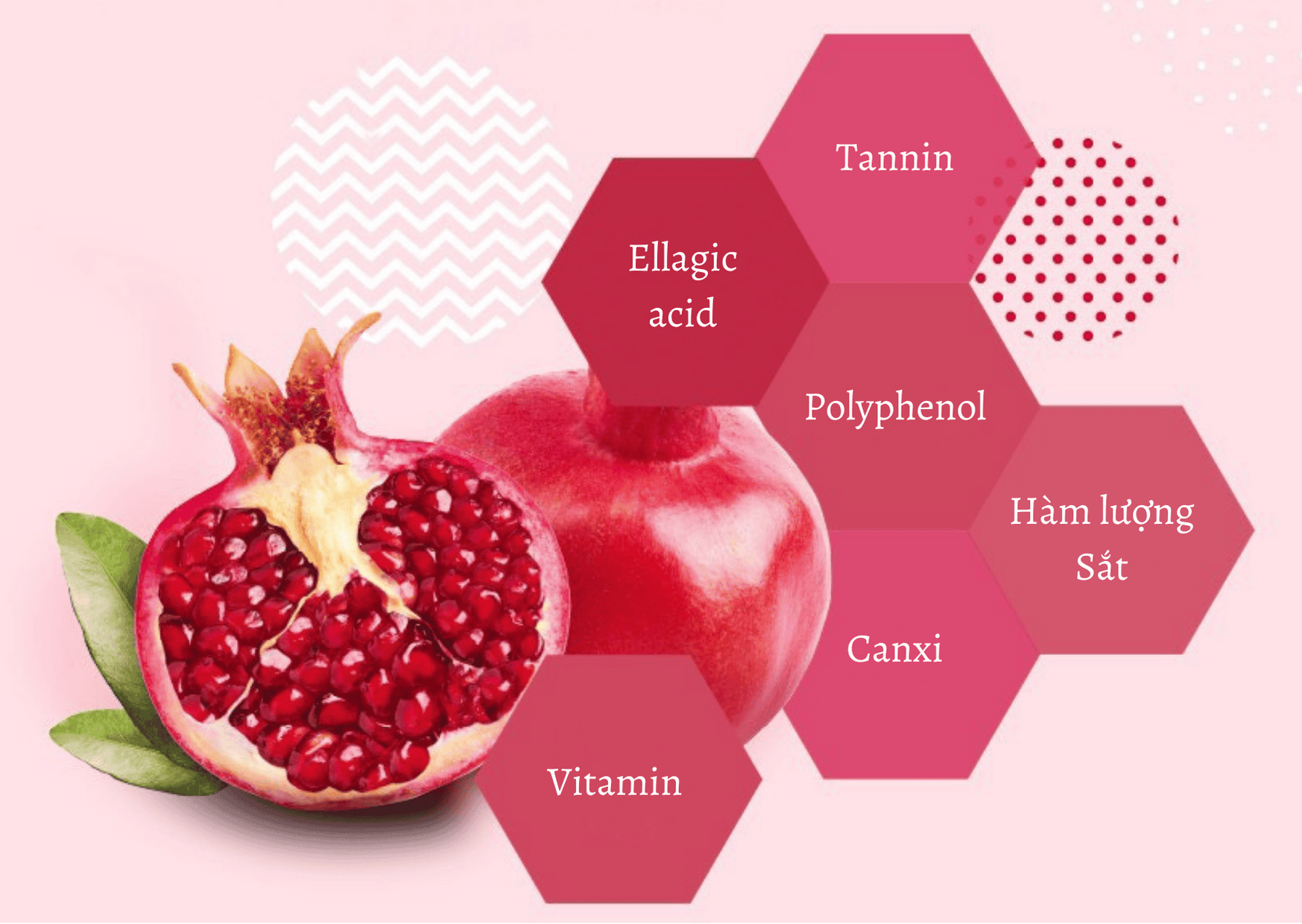 collagen 2.png