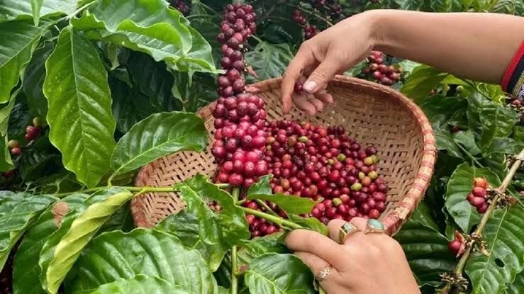 Giá cà phê ngày hôm nay 15/10/2026: Tây Nguyên lùi về mốc 93.000 đồng/kg, sàn giao dịch quốc tế đồng loạt tăng mạnh