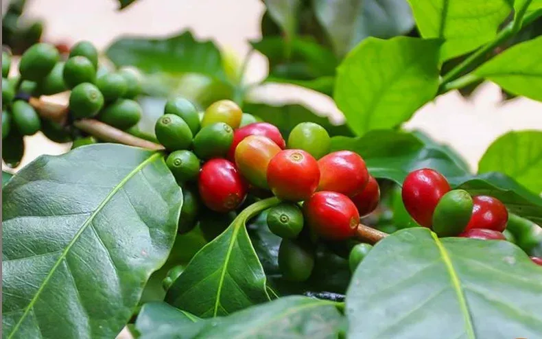 Giá cà phê ngày hôm nay 16/10/2026: Nội địa đảo chiều tăng 93.500 đồng/kg, thị trường thế giới giảm mạnh các kỳ hạn