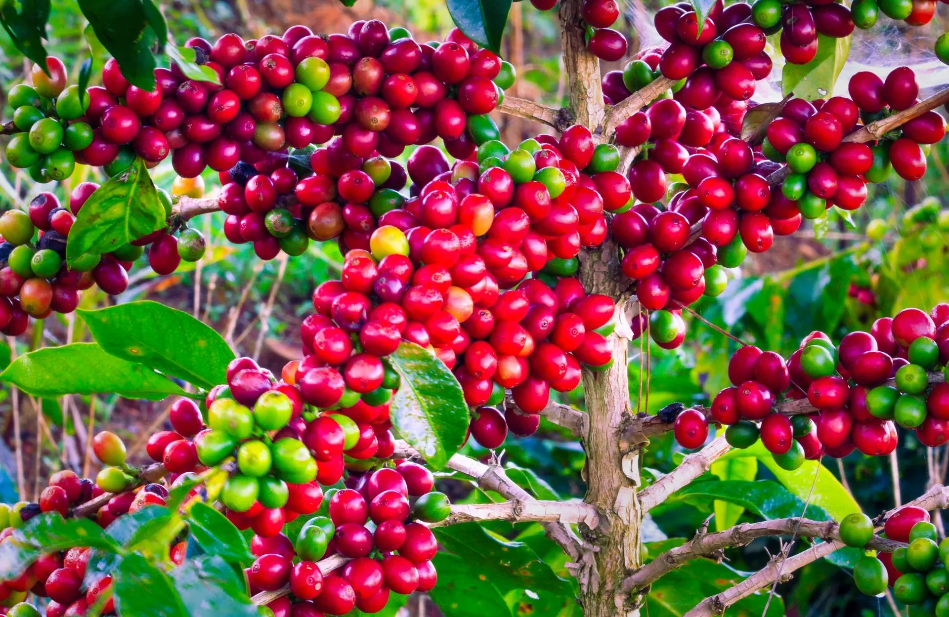 Giá cà phê ngày hôm nay 19/10/2026: Trong nước bật tăng 1.000 đồng/kg, thị trường thế giới duy trì trạng thái ổn định 