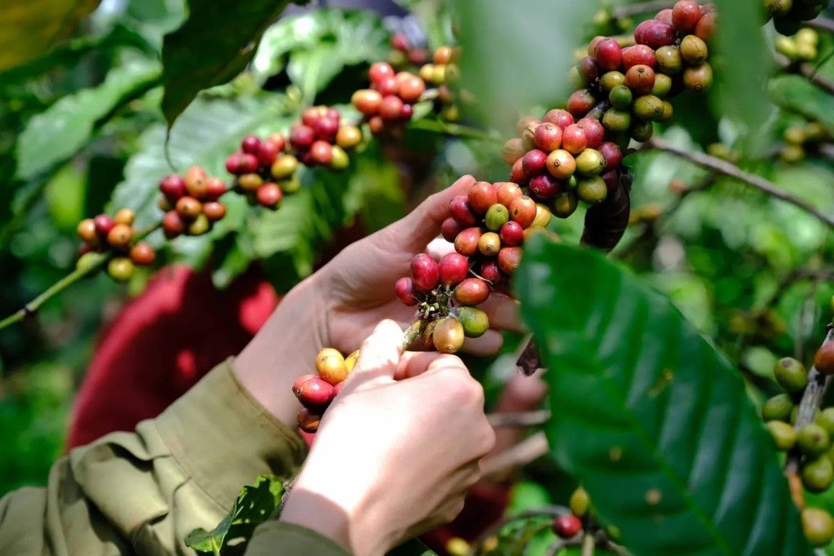 Giá cà phê ngày hôm nay 20/10/2026: Trong nước tăng lên mốc 93.200 đồng/kg, thị trường thế giới bứt phá mạnh mẽ