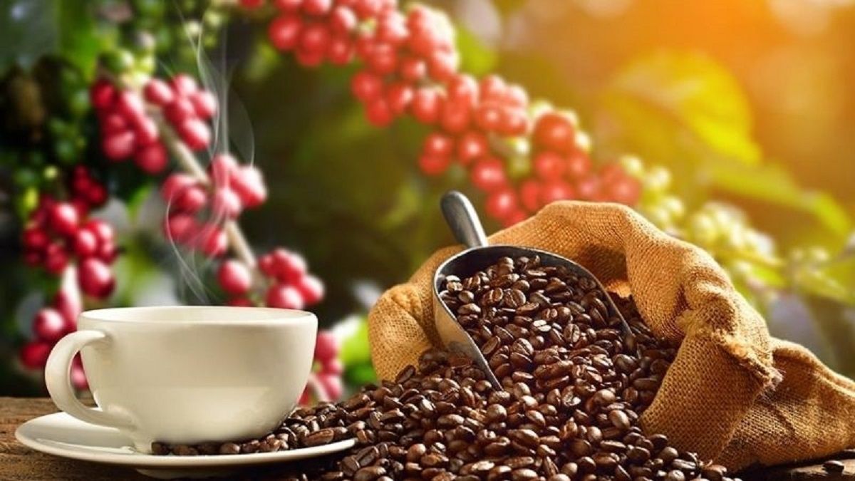 Giá cà phê ngày hôm nay 26/10/2026: Giảm mạnh dưới mốc 90.000 đồng/kg