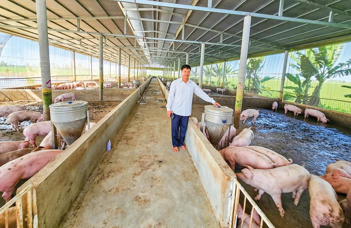 Giá heo hơi ngày hôm nay 31/10/2026: Đà giảm kéo dài, chạm đáy 43.000 đồng/kg