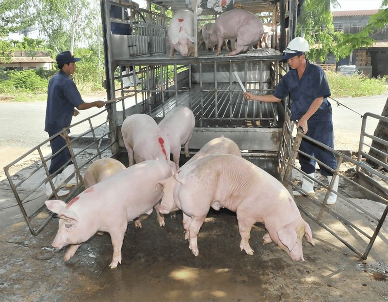Giá heo hơi ngày hôm nay 17/10/2026: Thị trường “mất dấu” mốc 54.000đ/kg, heo hơi trên cả nước tiếp đà trượt giá mạnh
