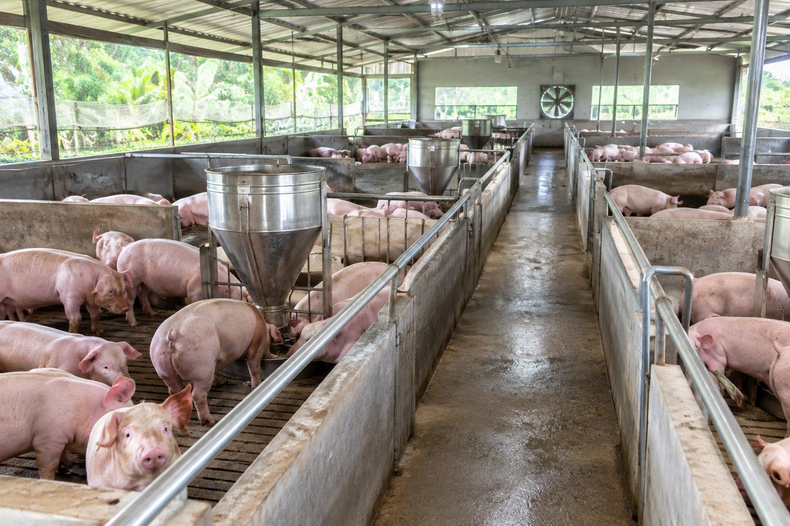 Giá heo hơi ngày hôm nay 18/10/2026: Làn sóng giảm trên cả 3 miền, mốc giá 50.000đ/kg lan rộng