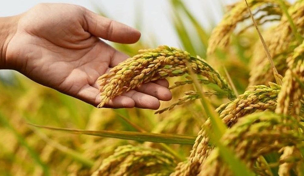 Giá lúa gạo hôm nay 24/10/2026: Gạo Đài Thơm 8 tăng 500 đồng/kg