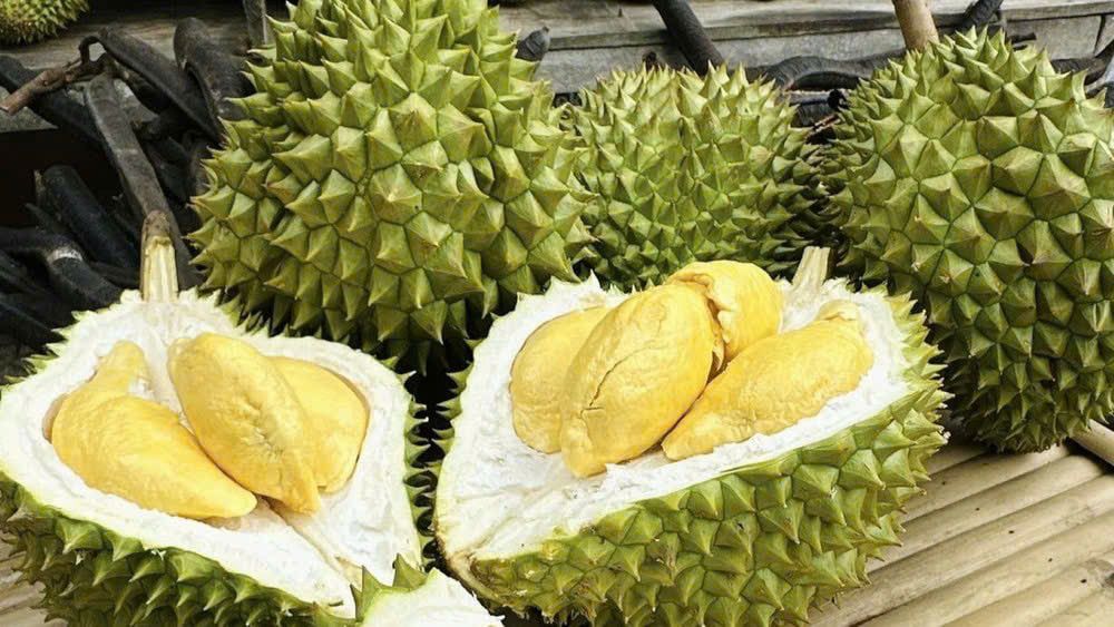 Giá sầu riêng ngày hôm nay 28/10/2026: Sầu Thái Đắk Lắk chạm 100.000 đồng/kg