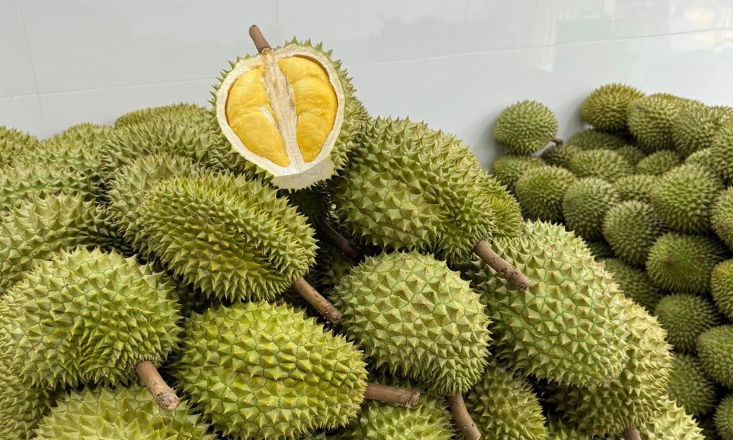Giá sầu riêng ngày hôm nay 20/10/2026: Sầu Thái miền Tây tăng giá 88.000 đồng/kg, chuẩn hóa vùng trồng hướng tới xuất khẩu